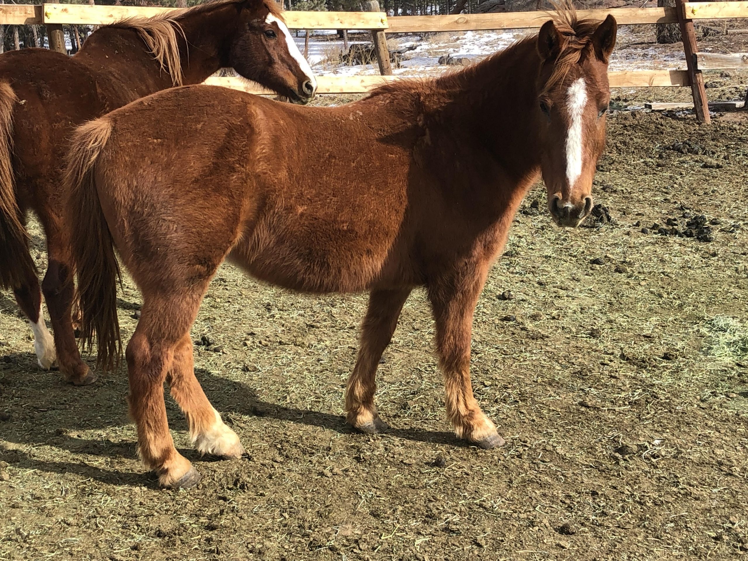 Horseback riding near Fort Collins, Horseback Riding, Trail Riding