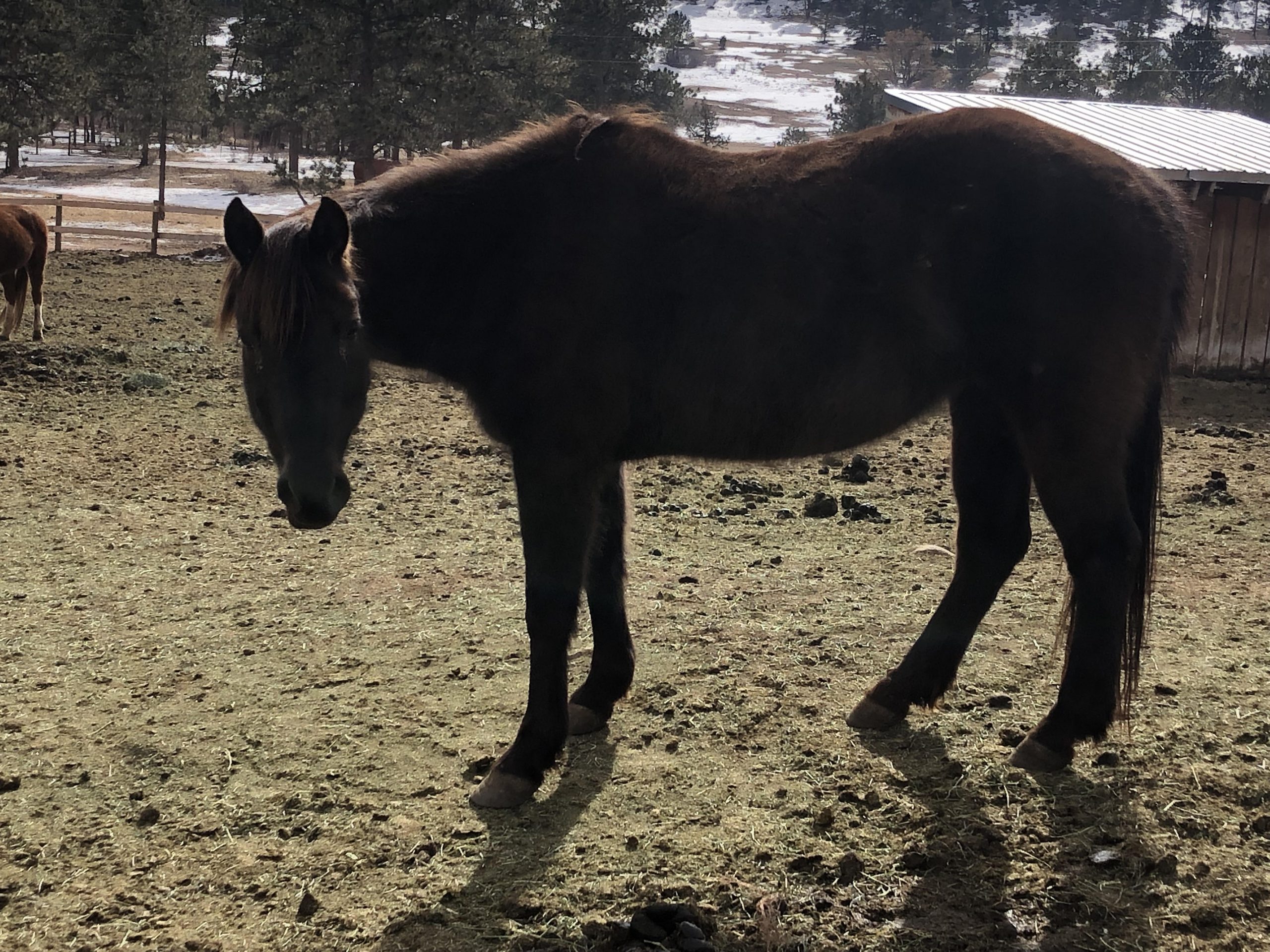 Horseback riding near Fort Collins, Horseback riding, Trail riding