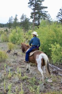 horseback rider in roosevelt national forest