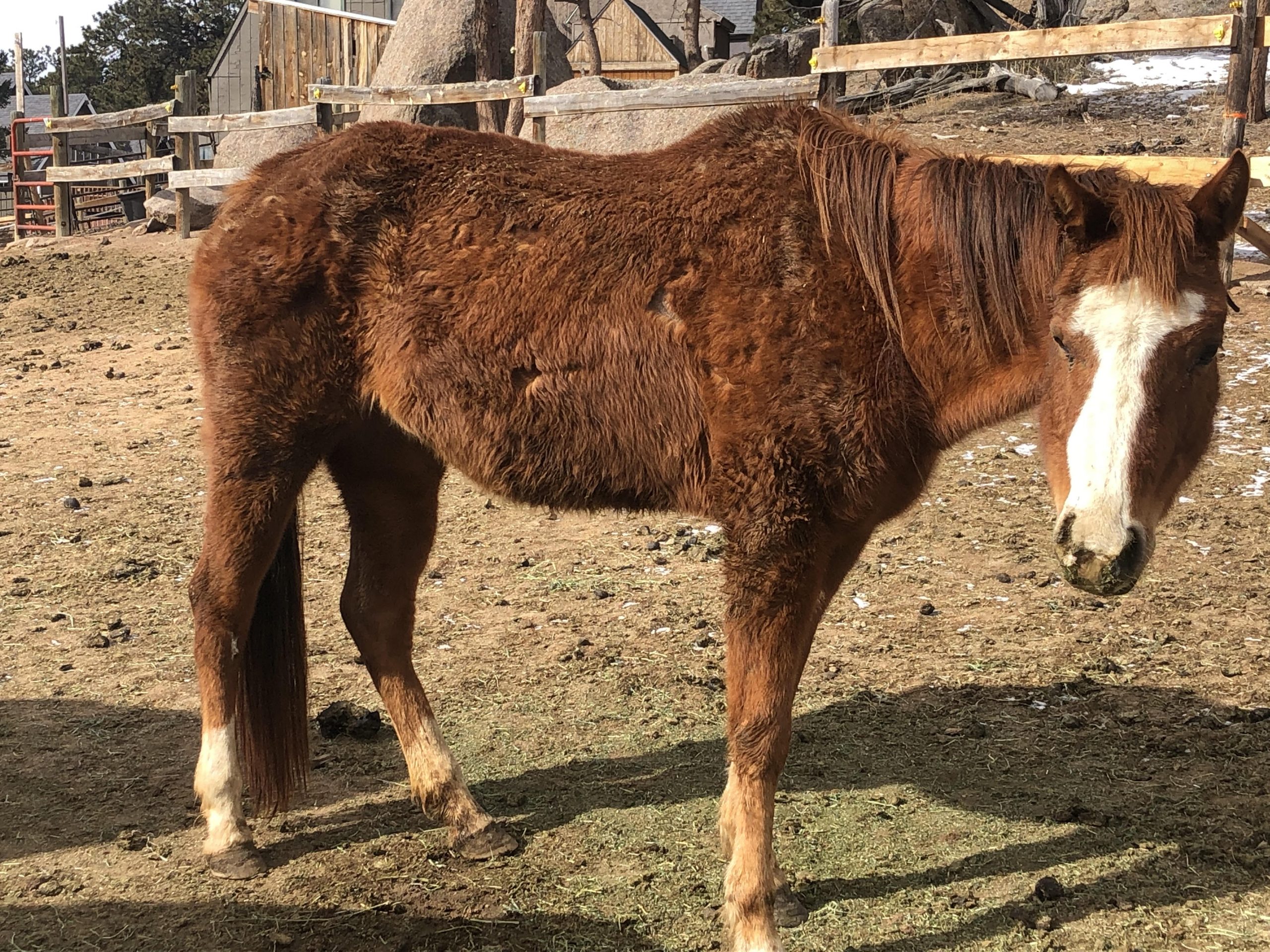 Horseback riding near Fort Collins, Horseback riding, Trail riding