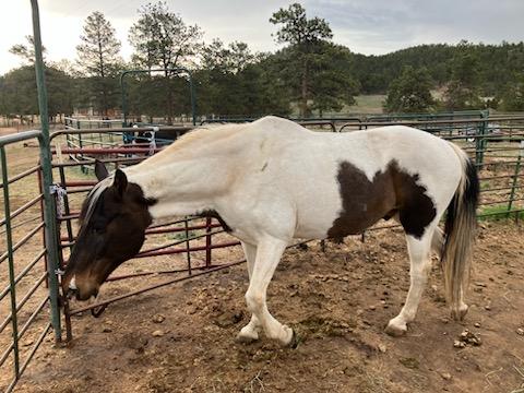 Ranger - dude ranch trail ride horse