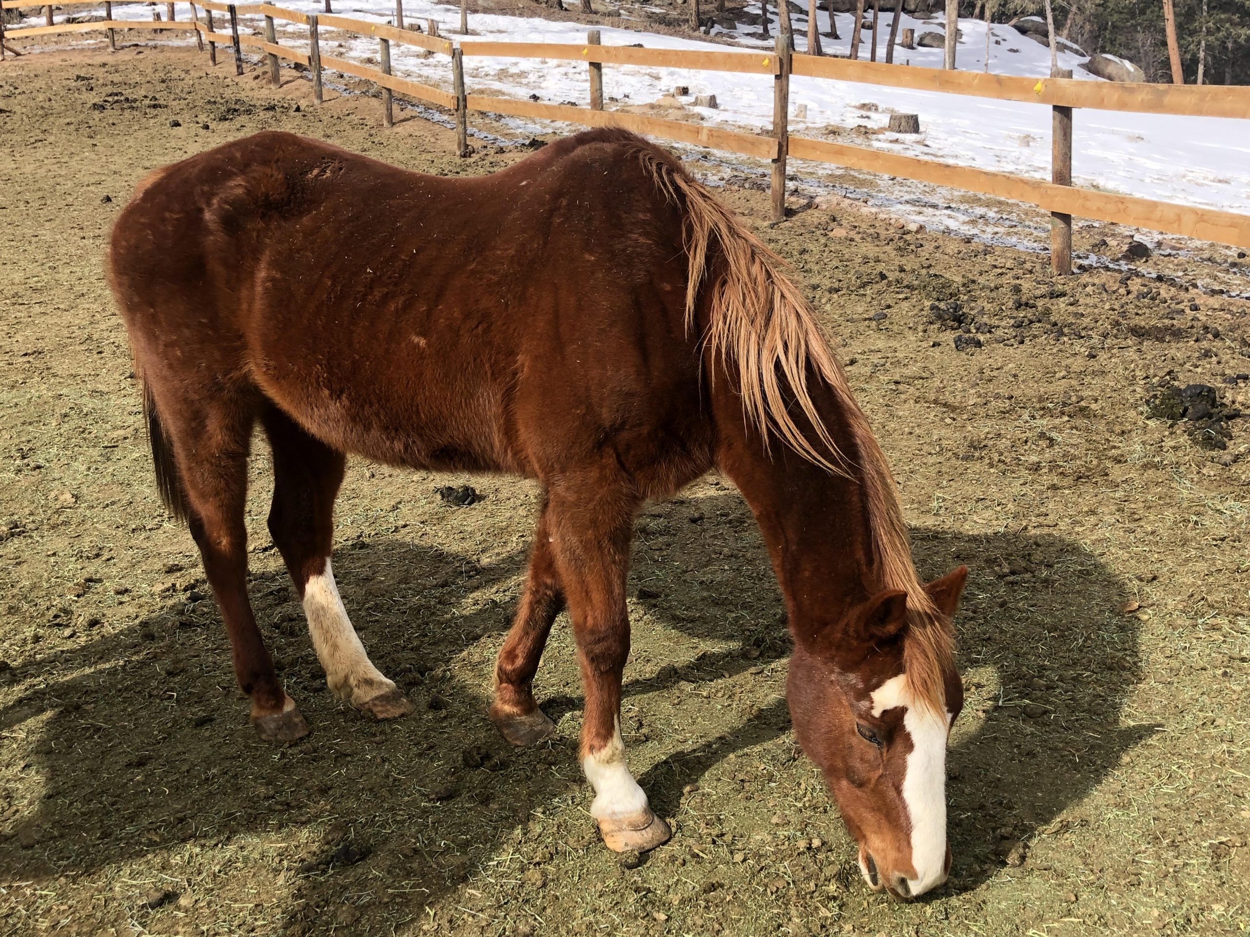 Horseback riding near Fort Collins, Horseback riding, Trail riding, Trail riding Colorado, Trial riding near Fort Collins