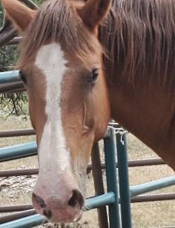 Guest Ranch Pet Friendly