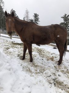 Corona Virus Safer Colorado Guest Ranch