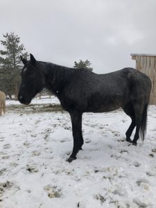 Corona Virus safer Horse back Riding Colorado Vacation