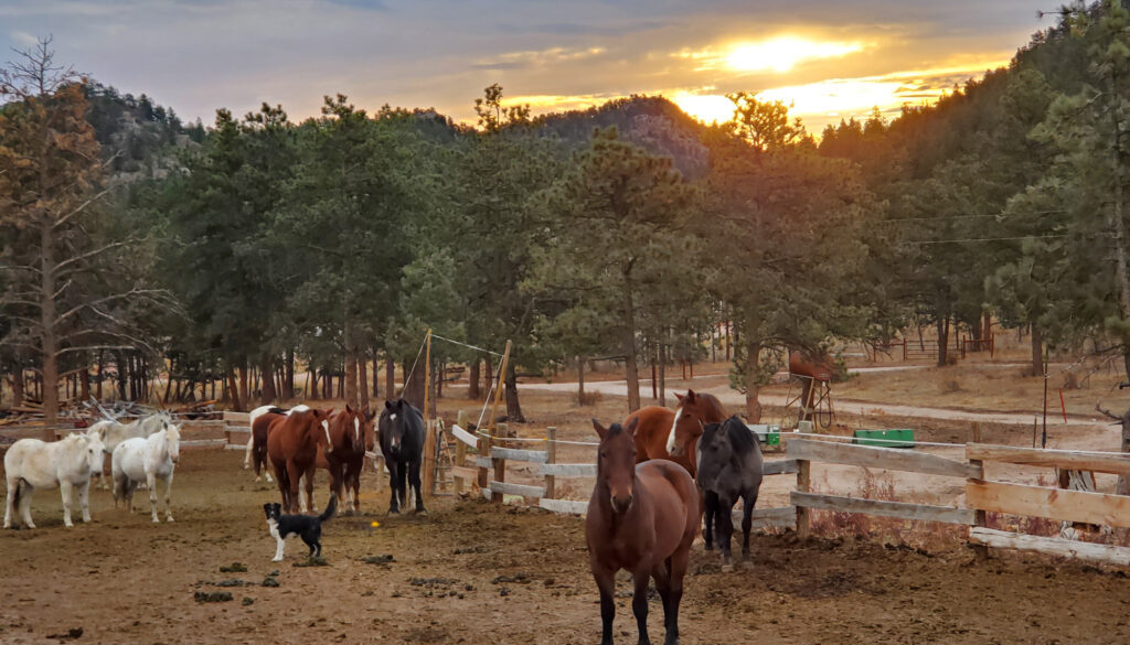 horses at the ranch