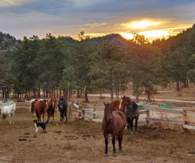 horses at the ranch