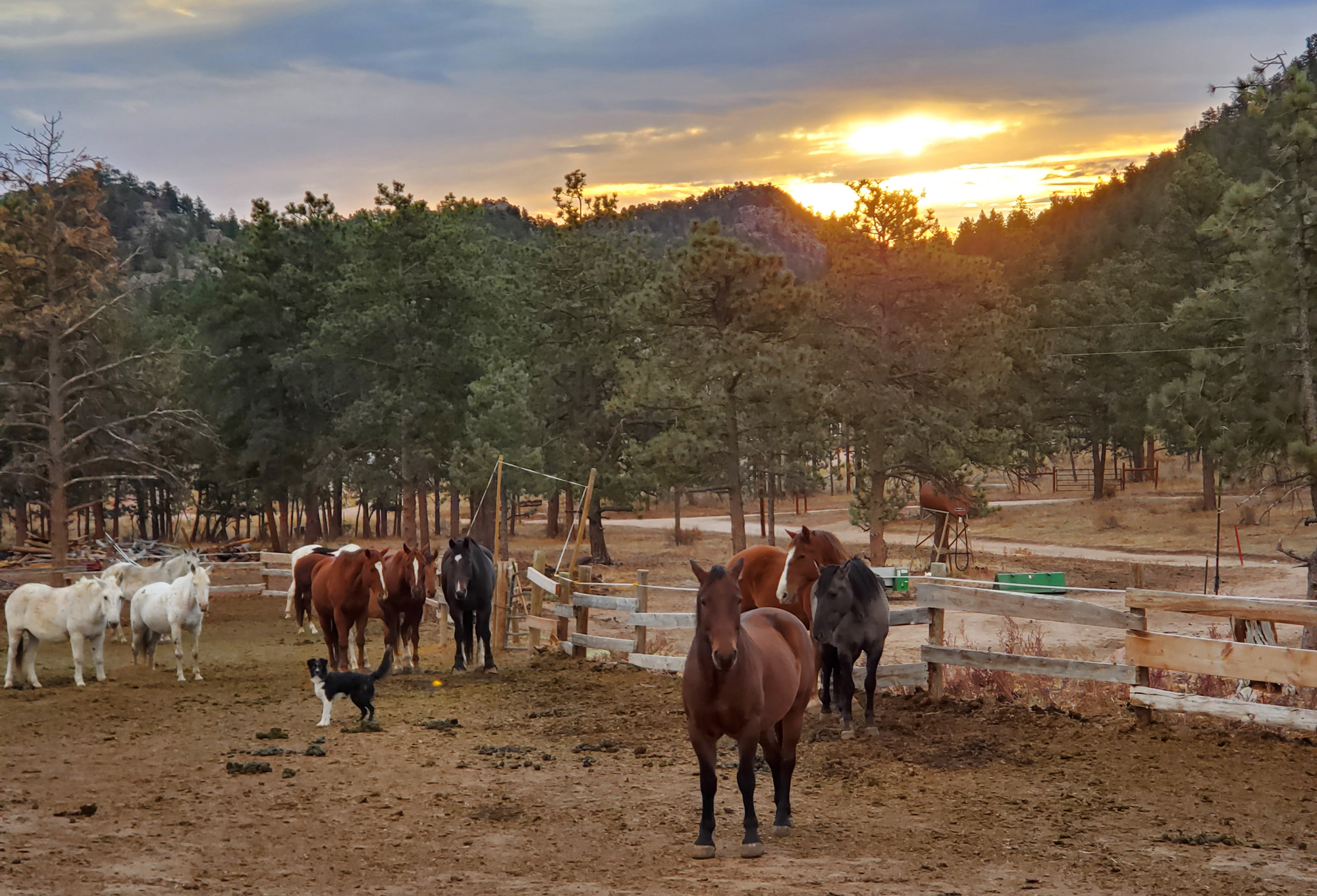 horses at the ranch