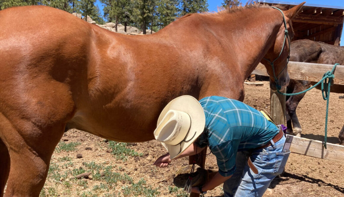 wrangler cleaning horse hoof