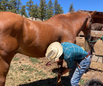 wrangler cleaning horse hoof
