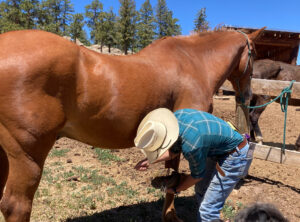 wrangler cleaning horse hoof